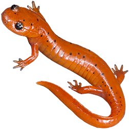  Mud Salamanders